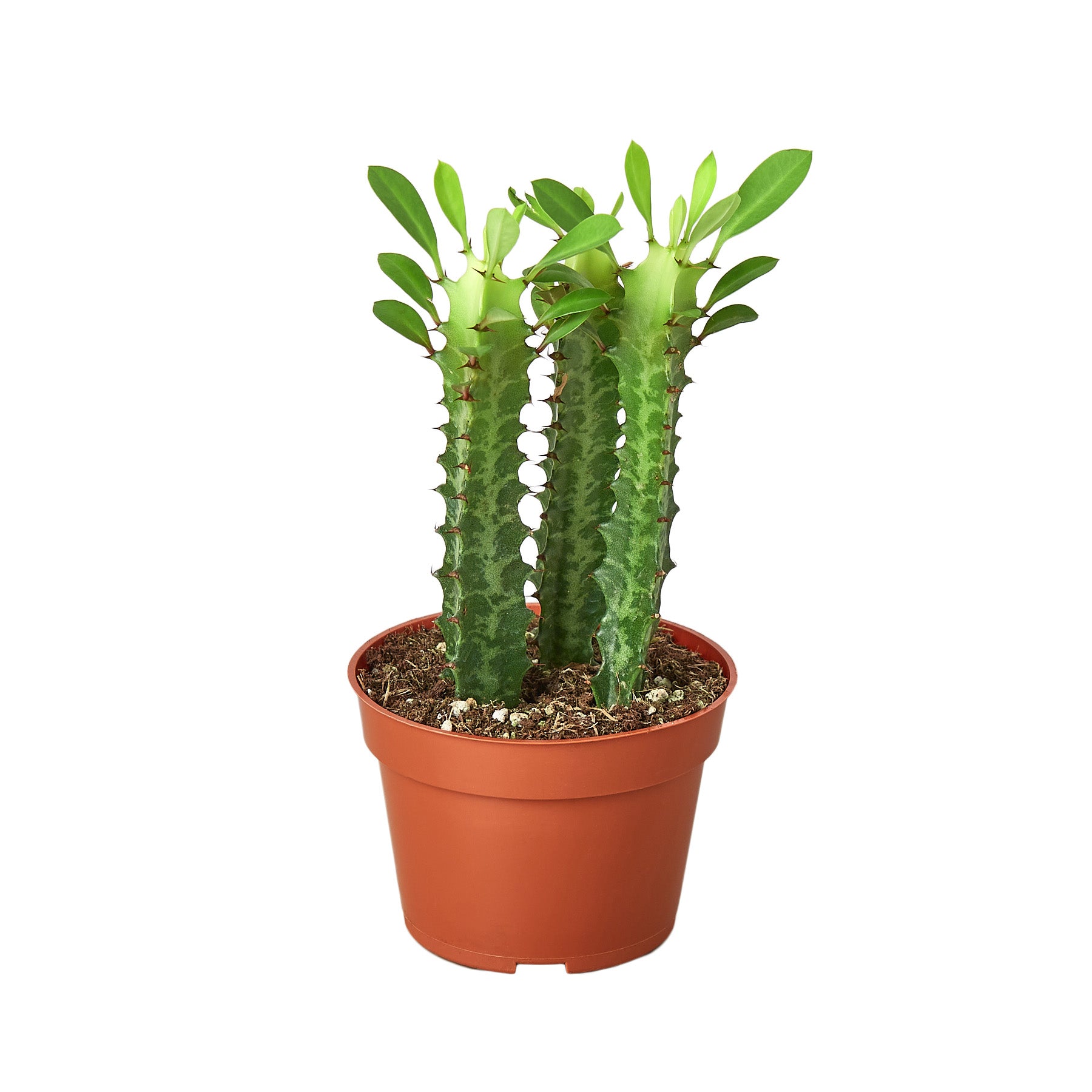 A cactus plant in a pot on a white background, sourced from one of the top plant nurseries near me.