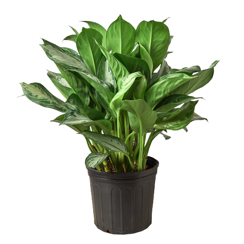 A lush potted plant with green leaves, showcased against a contrasting black background.