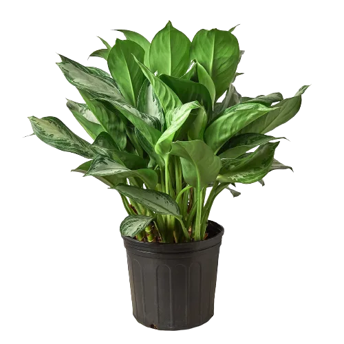 A lush potted plant with green leaves, showcased against a contrasting black background.