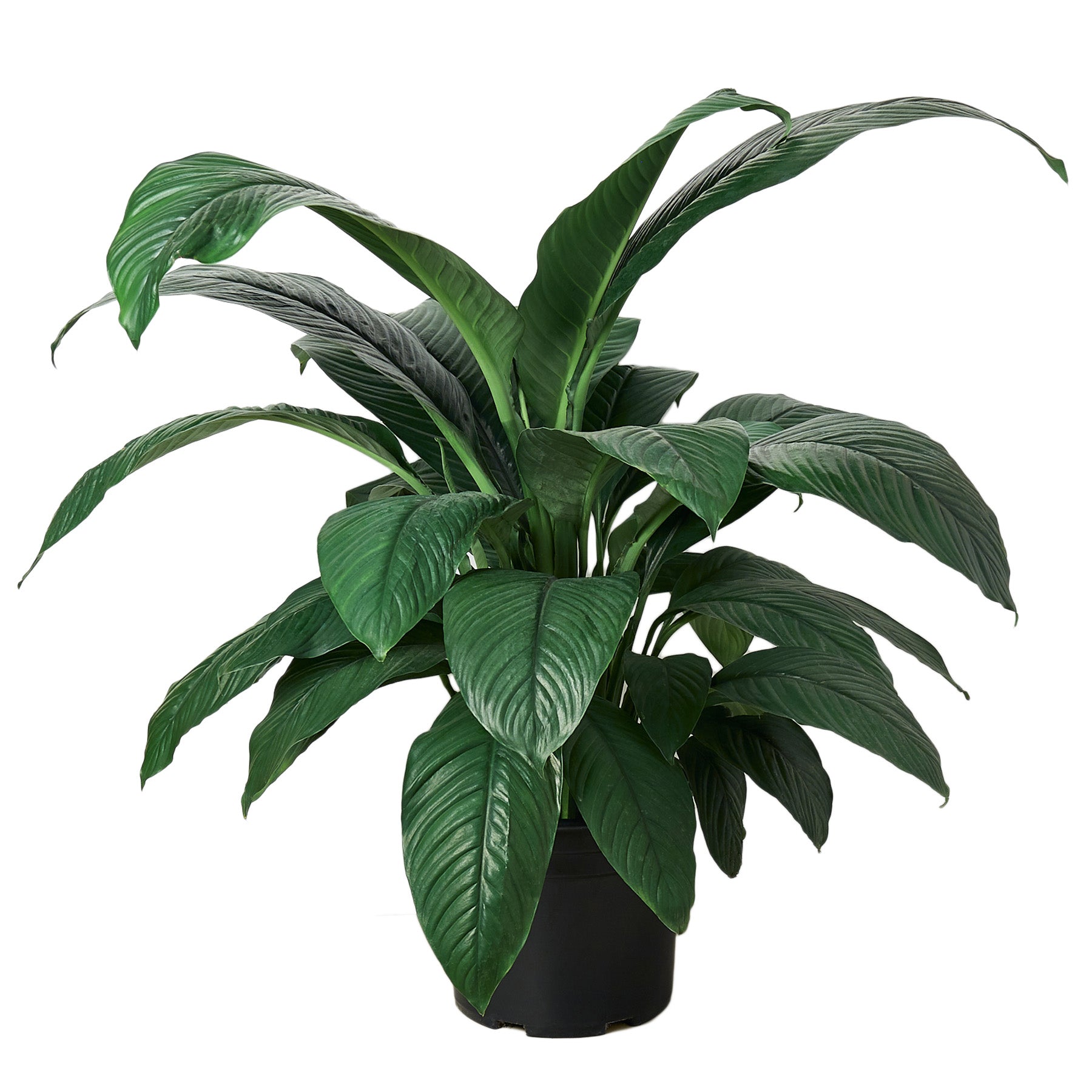 A green plant in a black pot on a white background, sourced from one of the top plant nurseries near me.