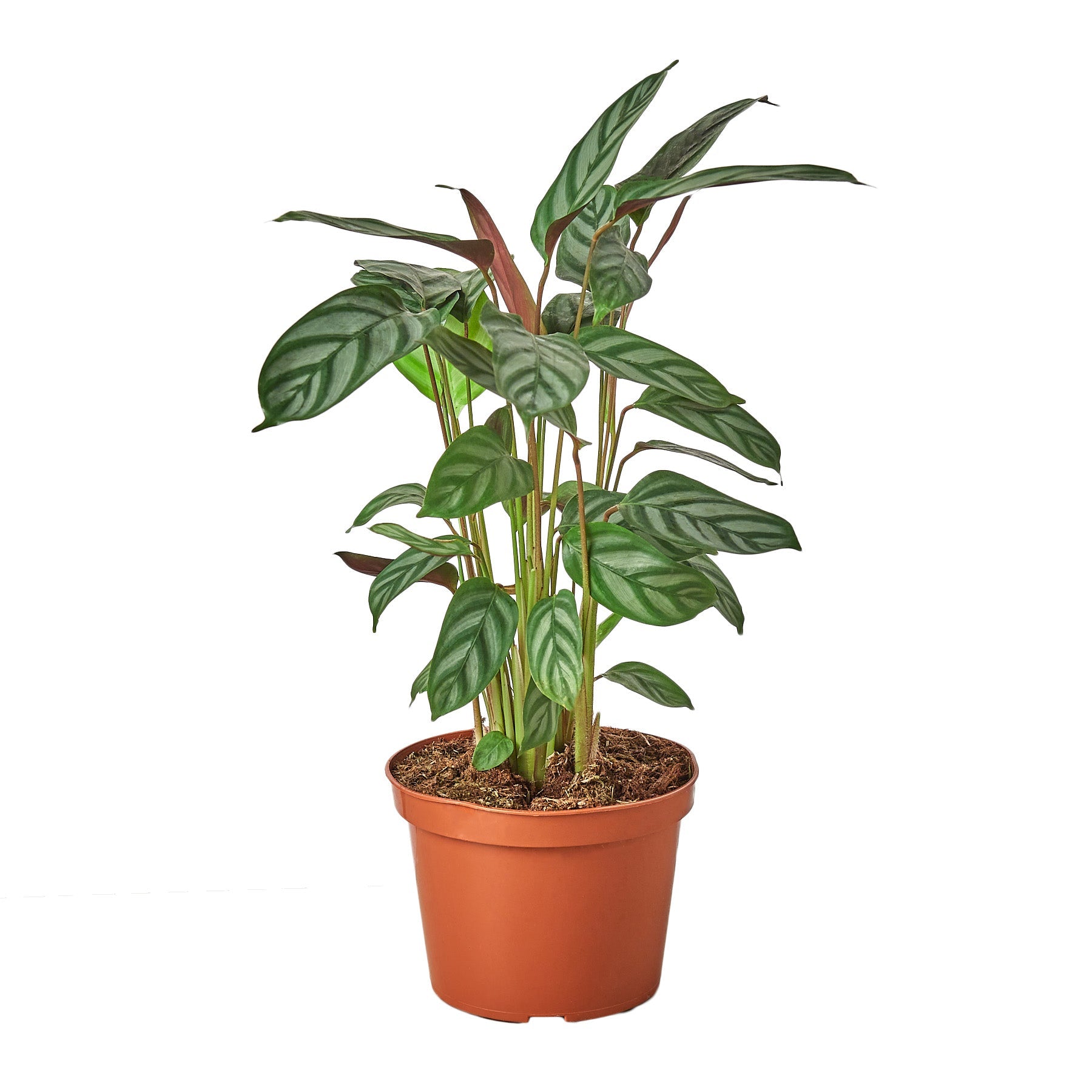 A plant in a pot on a white background, sourced from the best garden nursery near me.