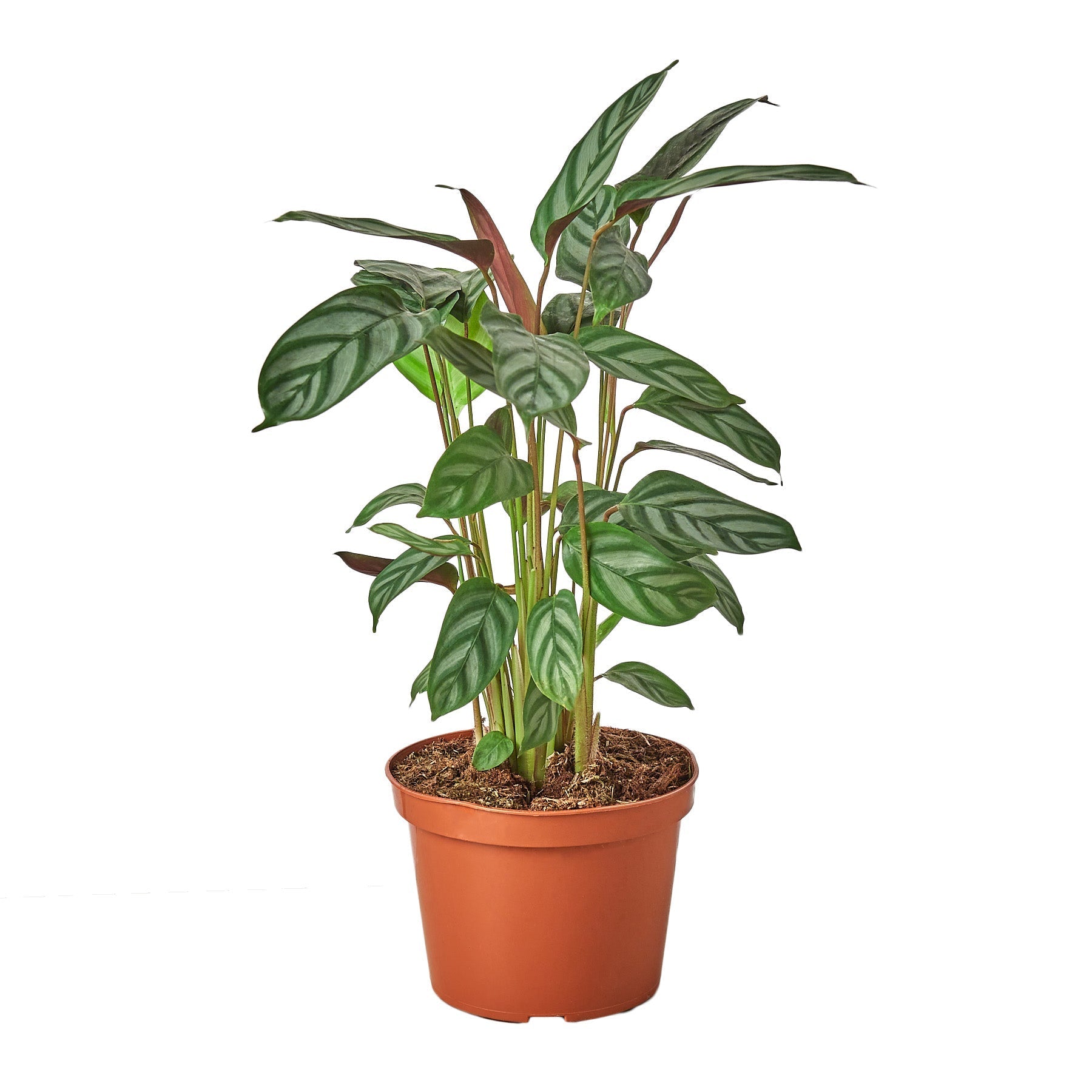 A plant in a pot on a white background, perfect for a top garden center near me.