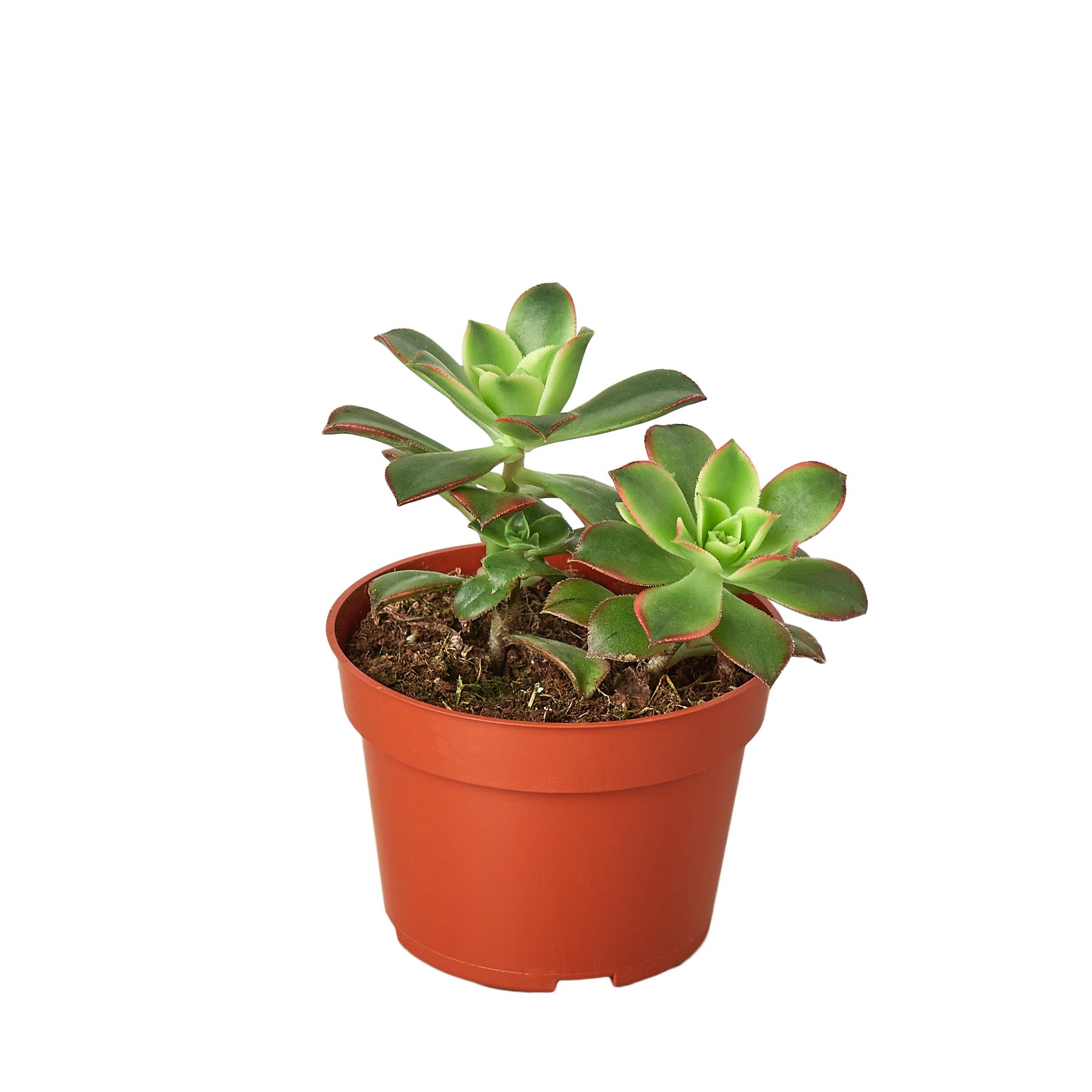 A succulent plant in a pot on a white background at the best garden center near me.