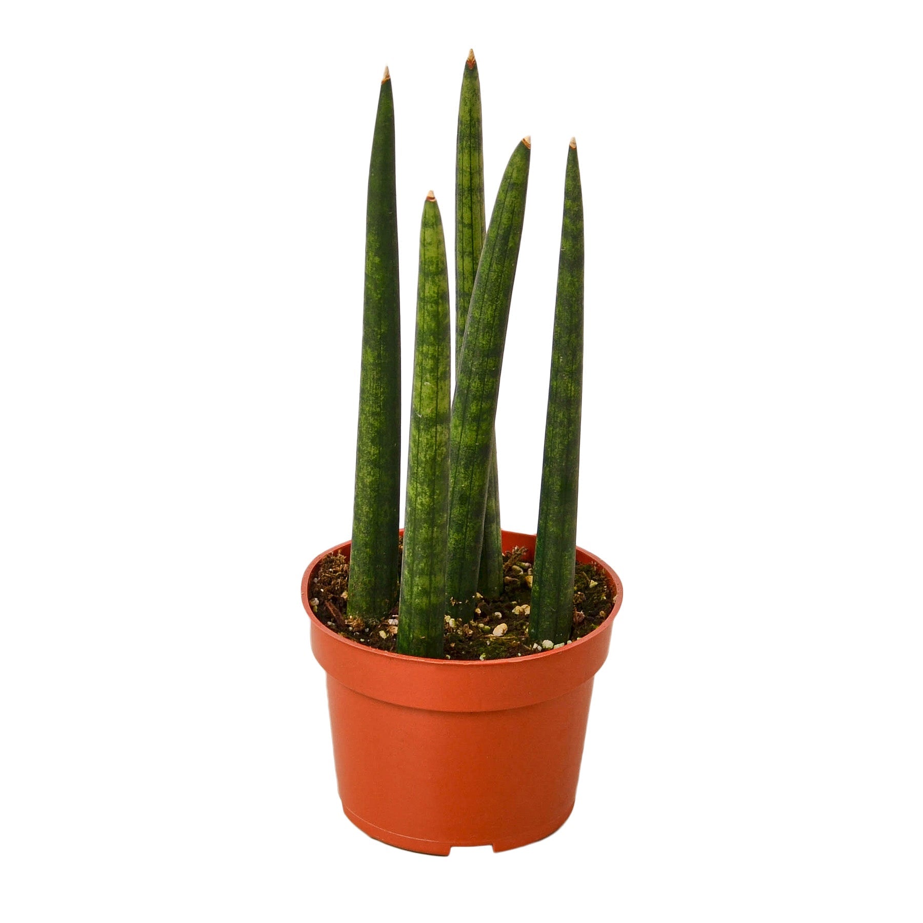 A snake plant in a red pot on a white background.