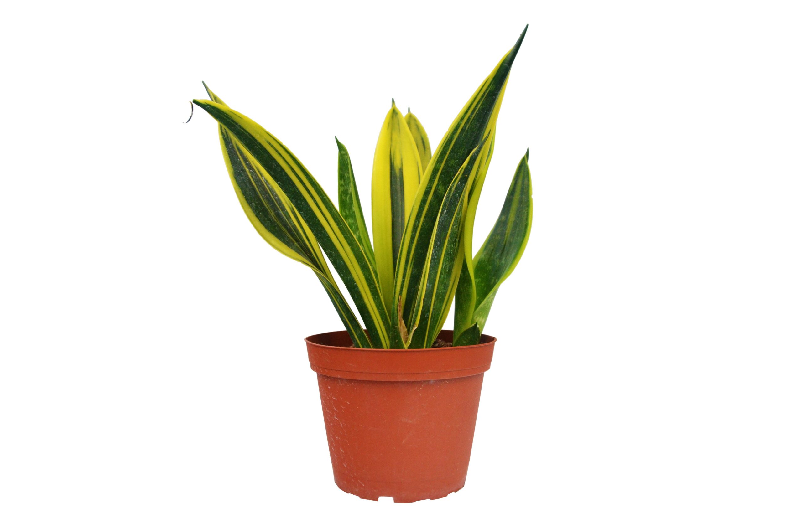 A yellow and green plant in a pot on a white background from one of the top plant nurseries near me.