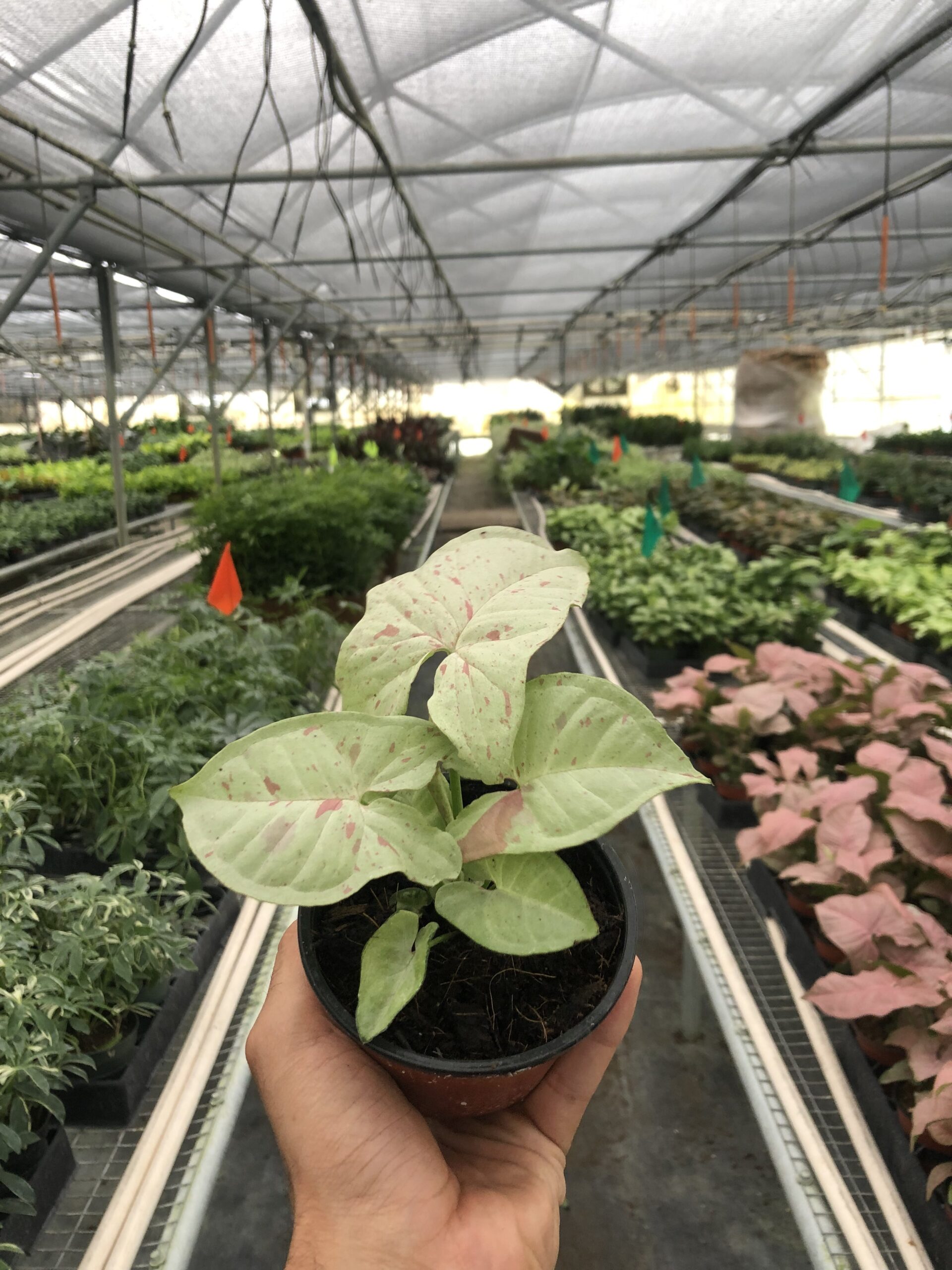 A person tending to a plant in a top garden center near me.