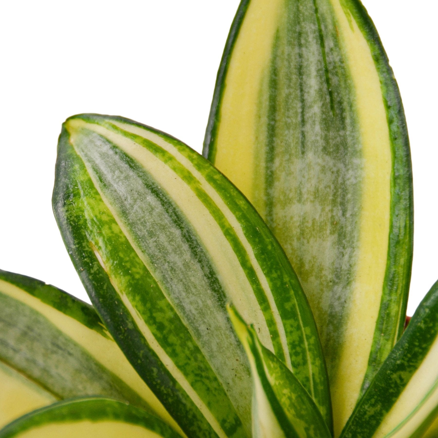 A close up of a plant with yellow and green stripes at one of the top garden centers near me.