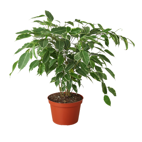 A potted plant with green leaves on a black background, perfect for top garden centers near me.
