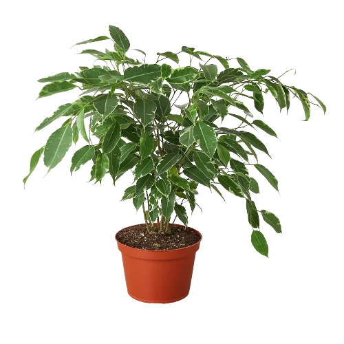 A potted plant with green leaves on a black background, perfect for top garden centers near me.