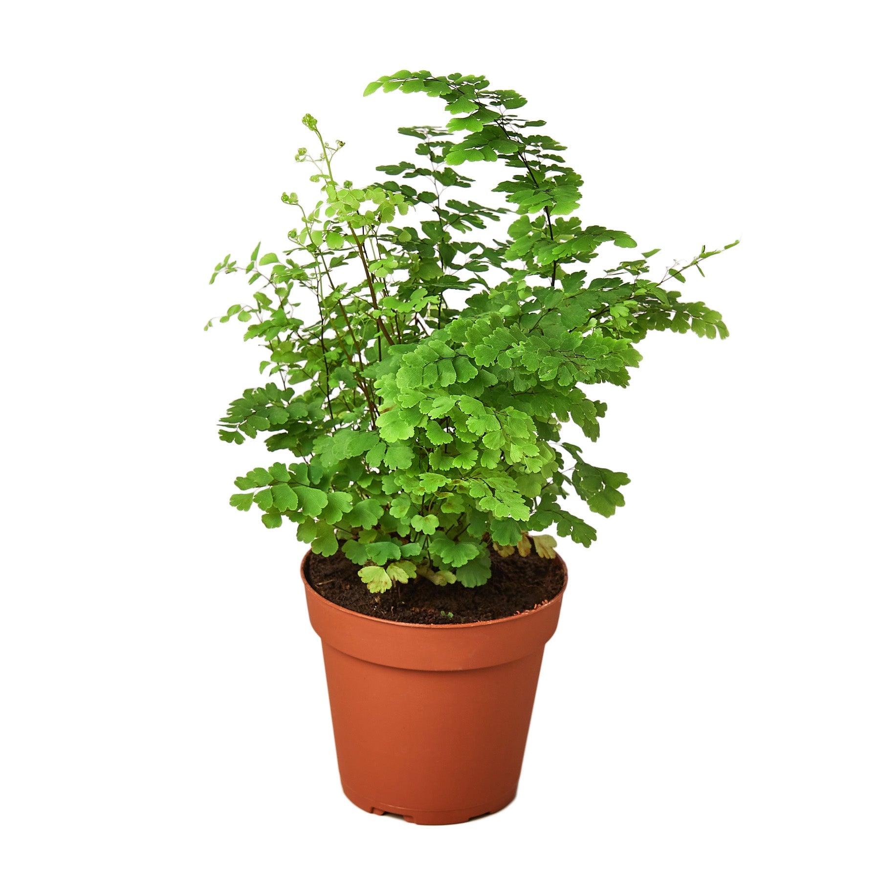 A small plant in a pot placed on a white background at one of the top garden centers near me.