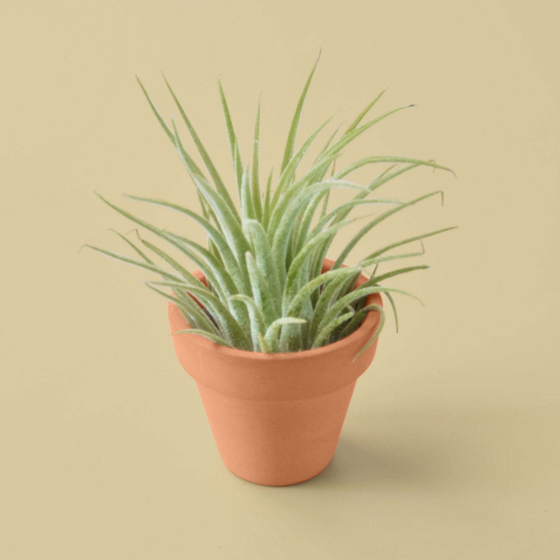 A small air plant in a pot on a beige background purchased from one of the top plant nurseries near me.