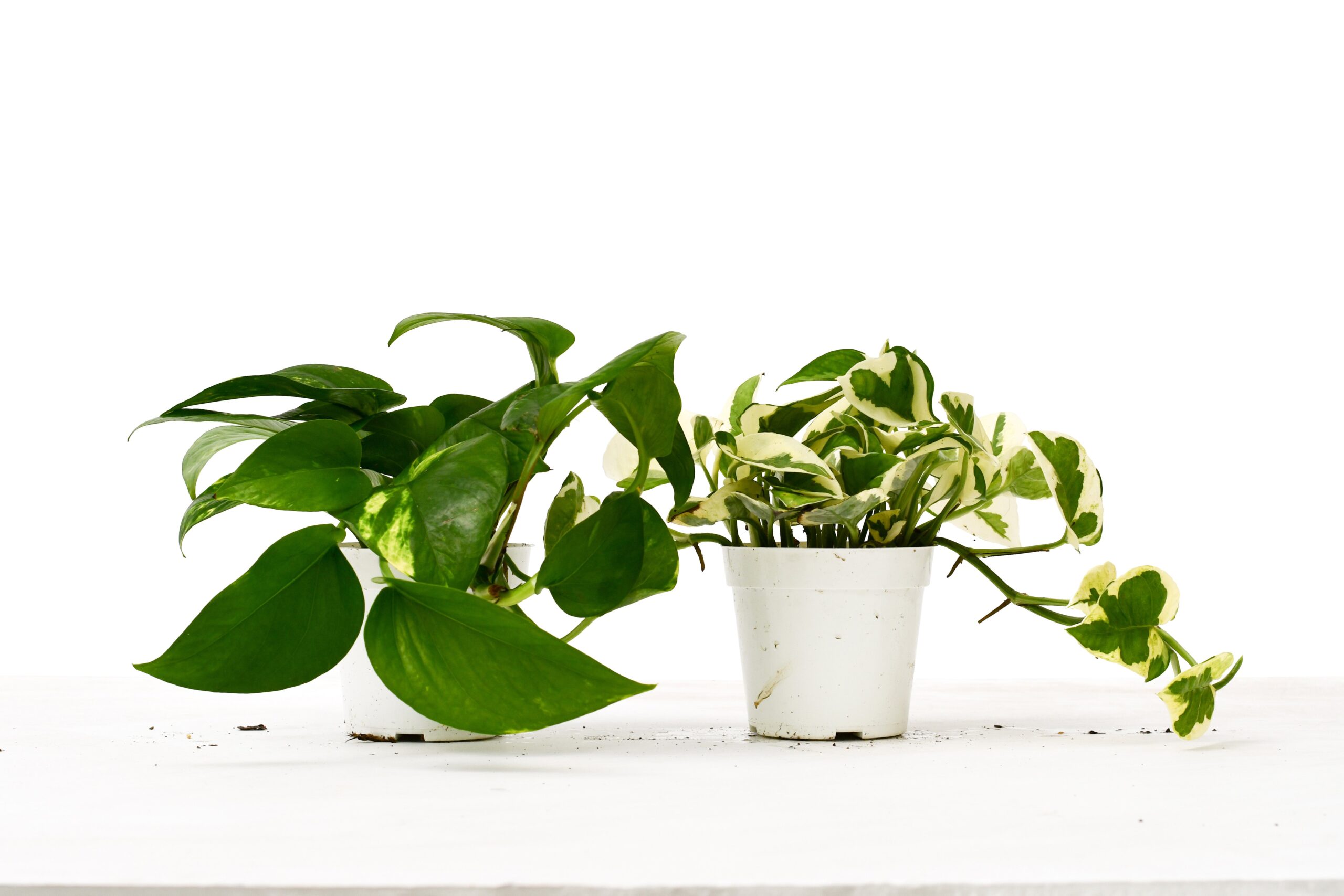 Two potted plants on a white surface, displayed by one of the top plant nurseries near me.