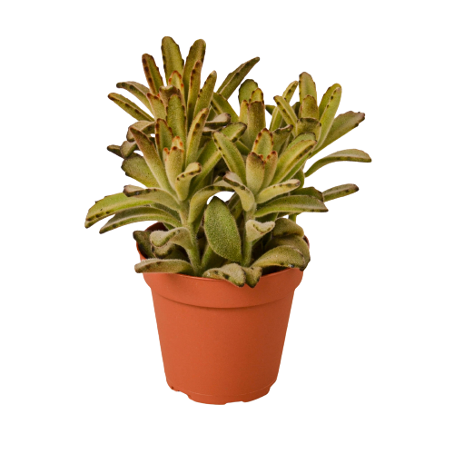 A succulent plant in a pot on a black background at the best garden nursery near me.