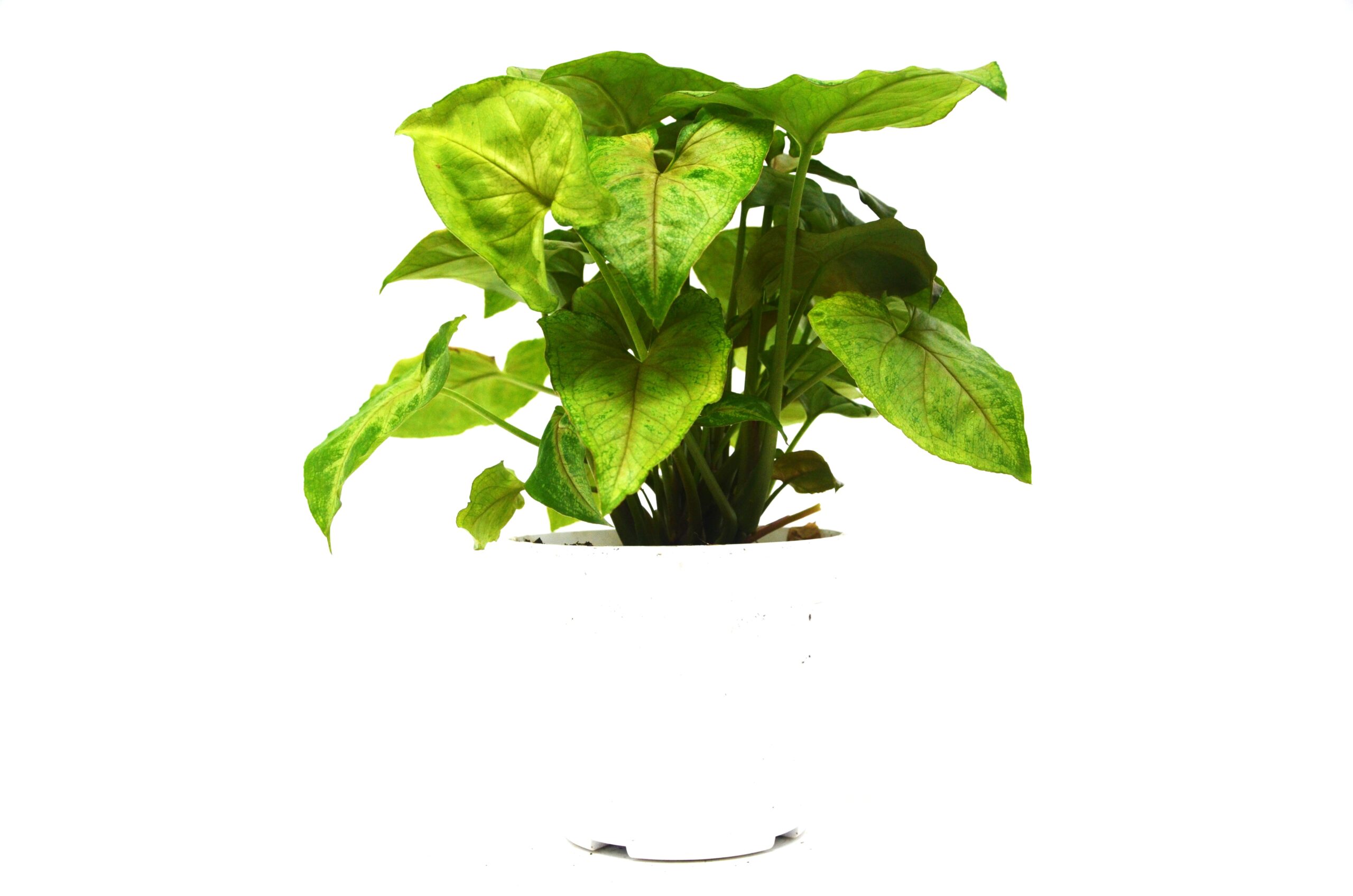 A plant in a white pot on a white background, showcasing the beauty of nature.