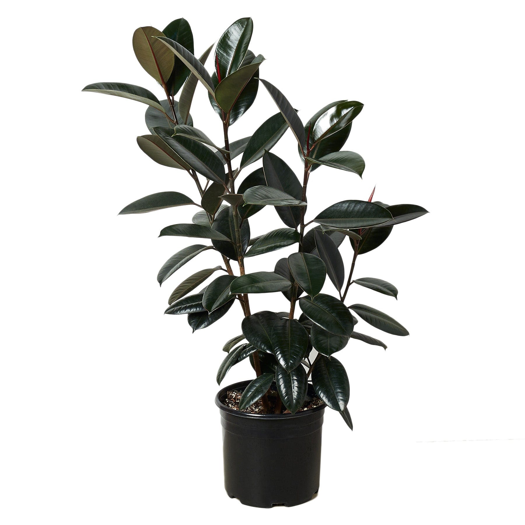 A black plant in a pot on a white background, showcasing the best garden nursery near me.