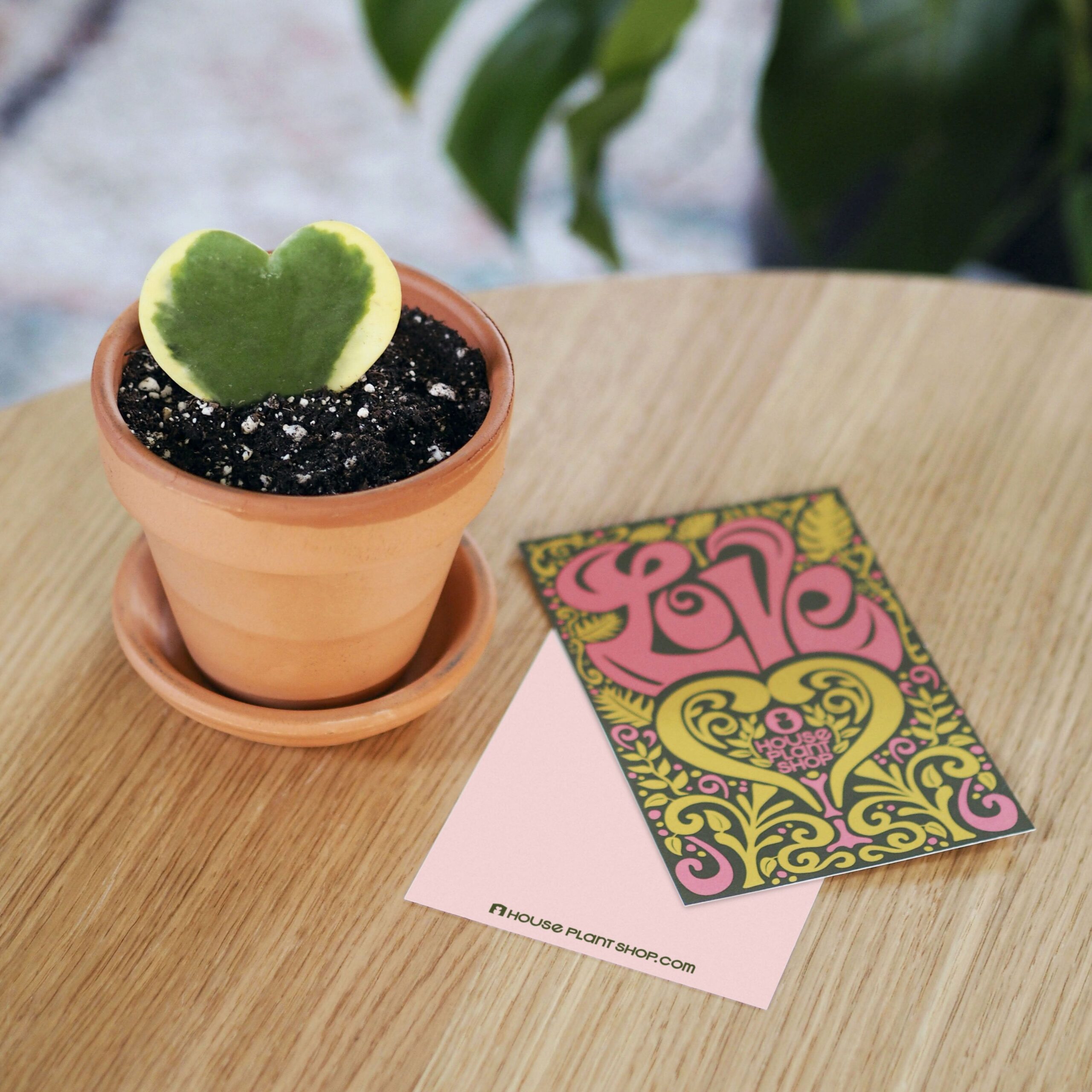 A potted plant sits on a table next to a card in the best garden center near me.