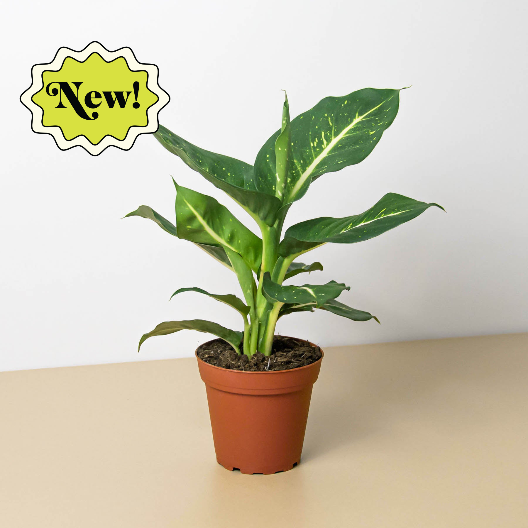 A potted plant with the word 