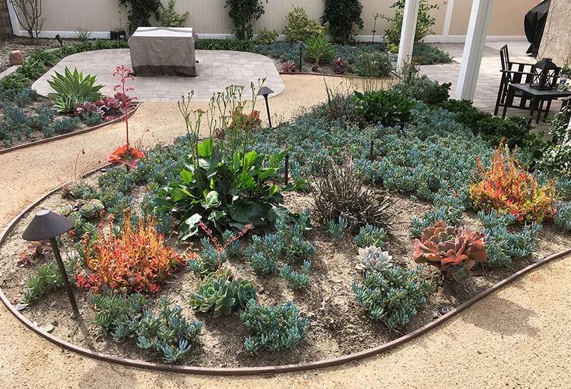 landscape design service succulent design example 2