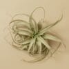 A single air plant with long, thin, curved leaves is displayed on a plain beige background.