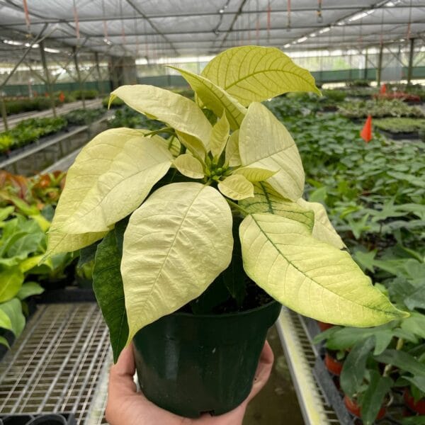 Poinsettia 'White'