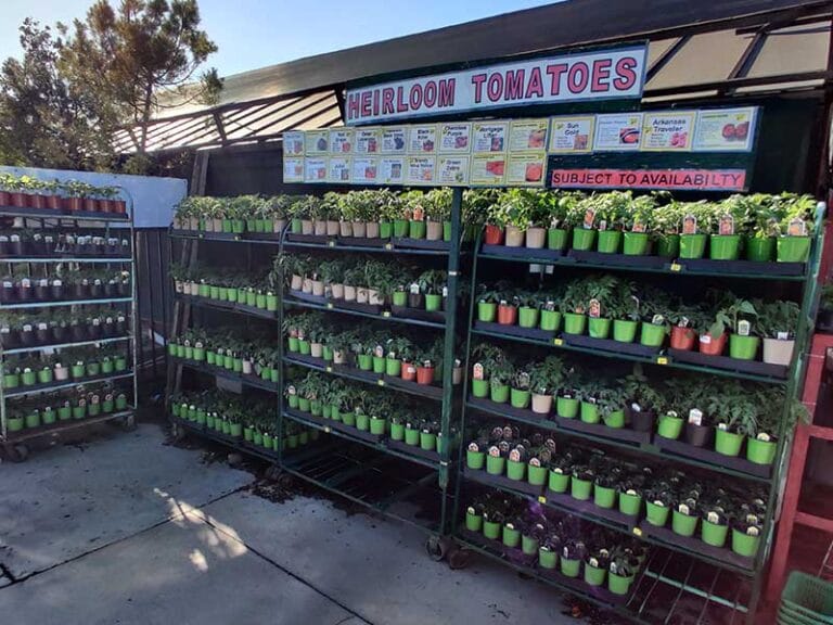 Green Thumb Nursery Lake Forest Orange County’s Best Green Thumb Nursery