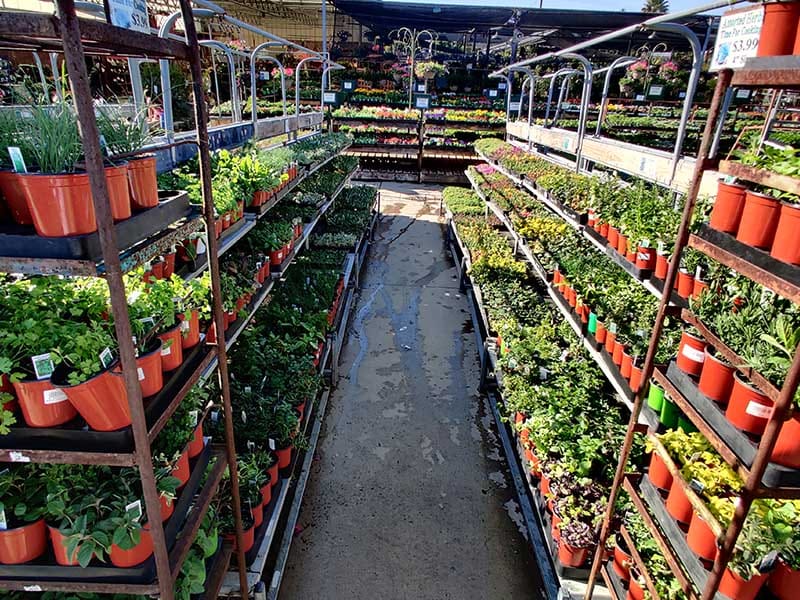 Green Thumb Nursery Canoga Park Green Thumb Nursery