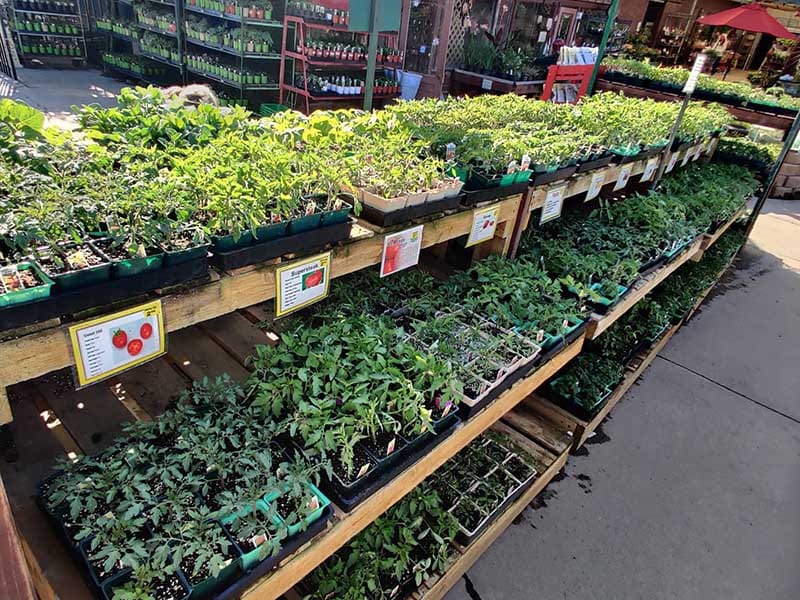 Green Thumb Nursery Lake Forest Orange County’s Best Green Thumb Nursery