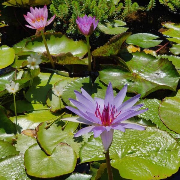 Green Thumb Nursery San Marcos San Diego’s Best Green Thumb Nursery