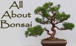 A bonsai tree in a rectangular pot with the text "All About Bonsai" displayed on the left side against a plain background.