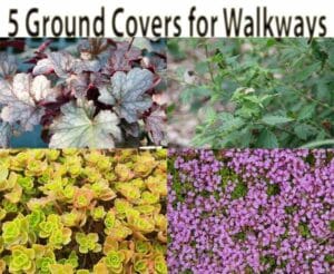 Collage of four different ground cover plants under the title "5 Ground Covers for Walkways." Plants feature varied leaf shapes and colors, including green, purple, and pink.