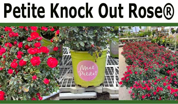 The Many Uses of Petite Knock Out® in the Garden