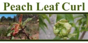 Peach Leaf Curl on peach trees and nectarine