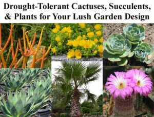 Collage of drought-tolerant plants including cactuses, succulents, palm tree, and yellow and pink blooming flowers under a title about garden design.