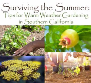 Collage with the text "Surviving the Summer: Tips for Warm Weather Gardening in Southern California" and images of gardening, a green pomegranate, yellow flowers, and someone planting.