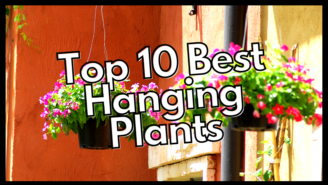 Top 10 Best Indoor Hanging Plants - Green Thumb Nursery