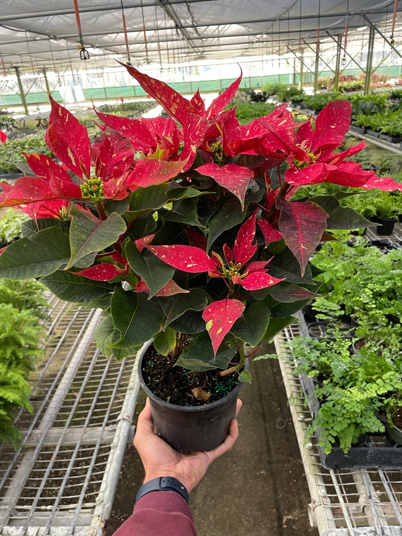 Poinsettia euphorbia pulcherrima Red Glitter