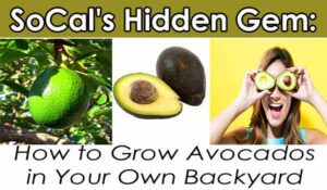 A whole avocado on a tree, a sliced avocado, and a woman holding avocado halves over her eyes with the text: "SoCal's Hidden Gem: How to Grow Avocados in Your Own Backyard.