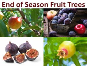 Collage of ripe fruit trees featuring peaches, plums, figs, and pomegranates with the text “End of Season Fruit Trees” at the top.
