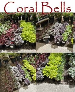 Four photos of potted Coral Bells plants in various leaf colors, arranged outdoors on the ground, with red “Coral Bells” text at the top.