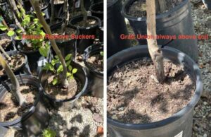 Two potted plants: left shows suckers at the base with text "Always Remove Suckers"; right shows graft union above soil with text "Graft Union always above soil.