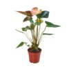A potted anthurium plant with green leaves and a pink spathe, displayed against a white background.