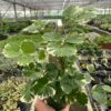A person holds a potted variegated plant with green and white leaves inside a large greenhouse filled with various other potted plants.