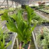A hand holds a potted green plant inside a large greenhouse filled with rows of various other plants on metal shelves.
