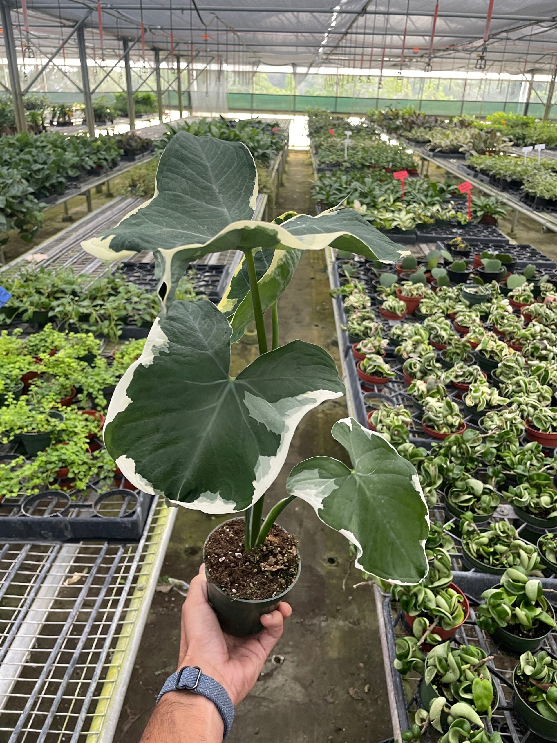 A person holding a potted plant in a greenhouse.