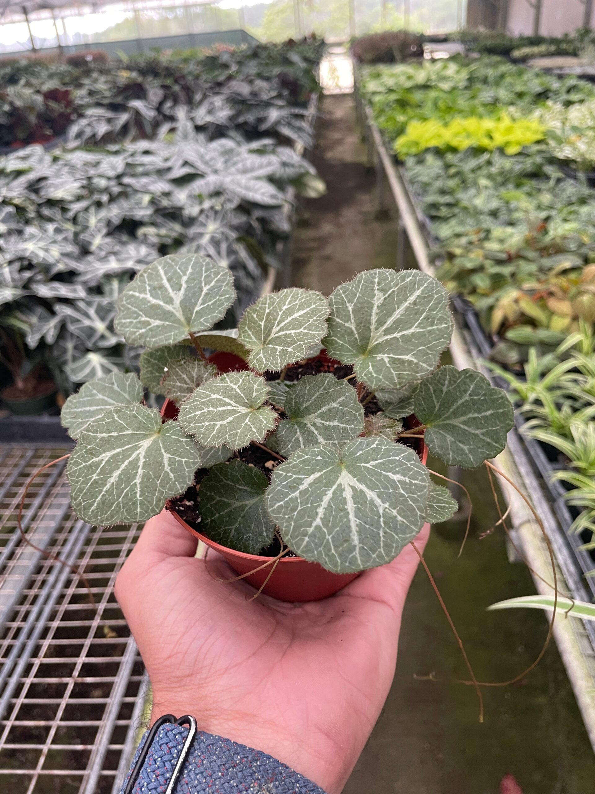 A person holding a small potted plant in a greenhouse.