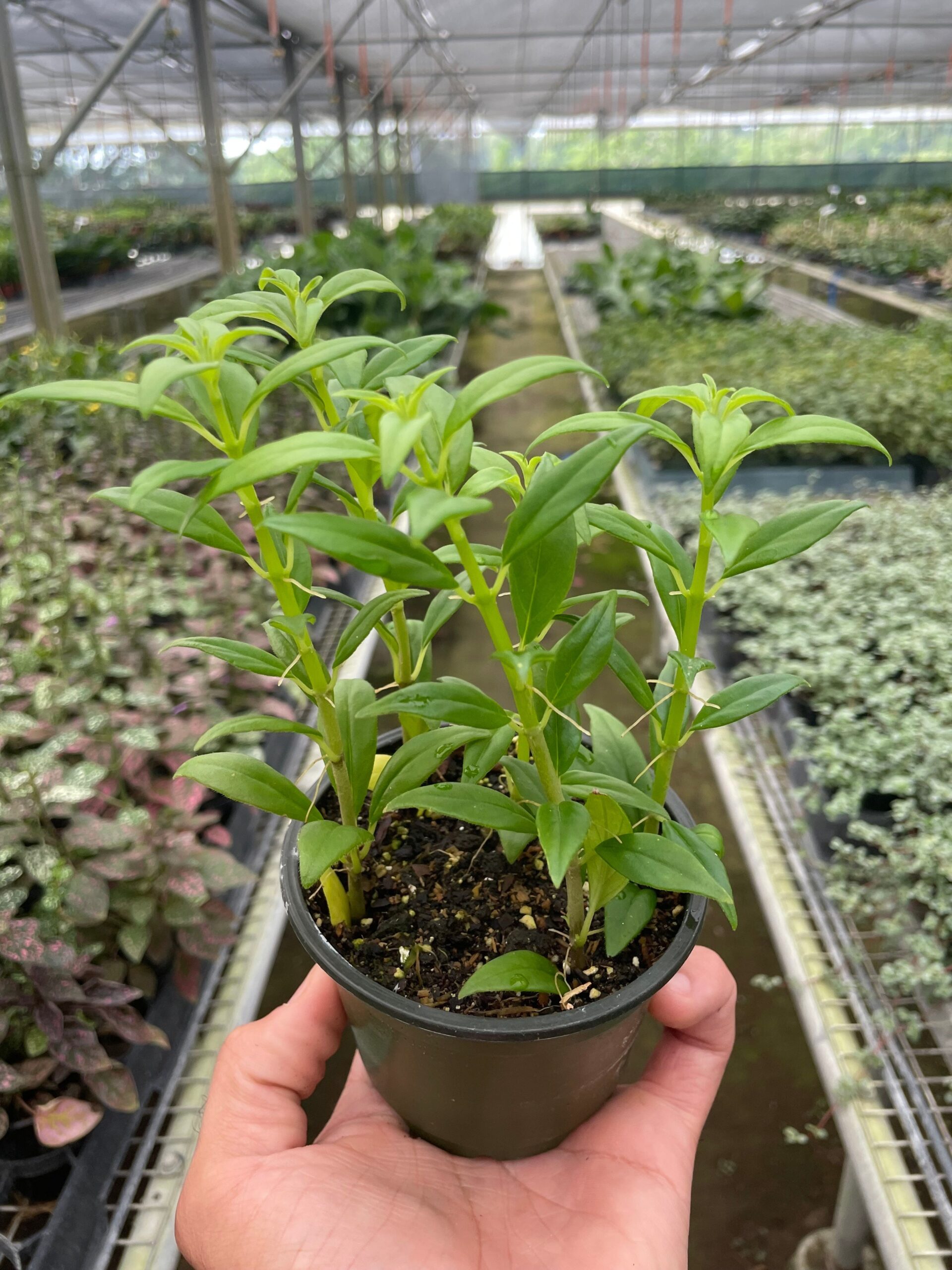 A person holding a small plant in a greenhouse.