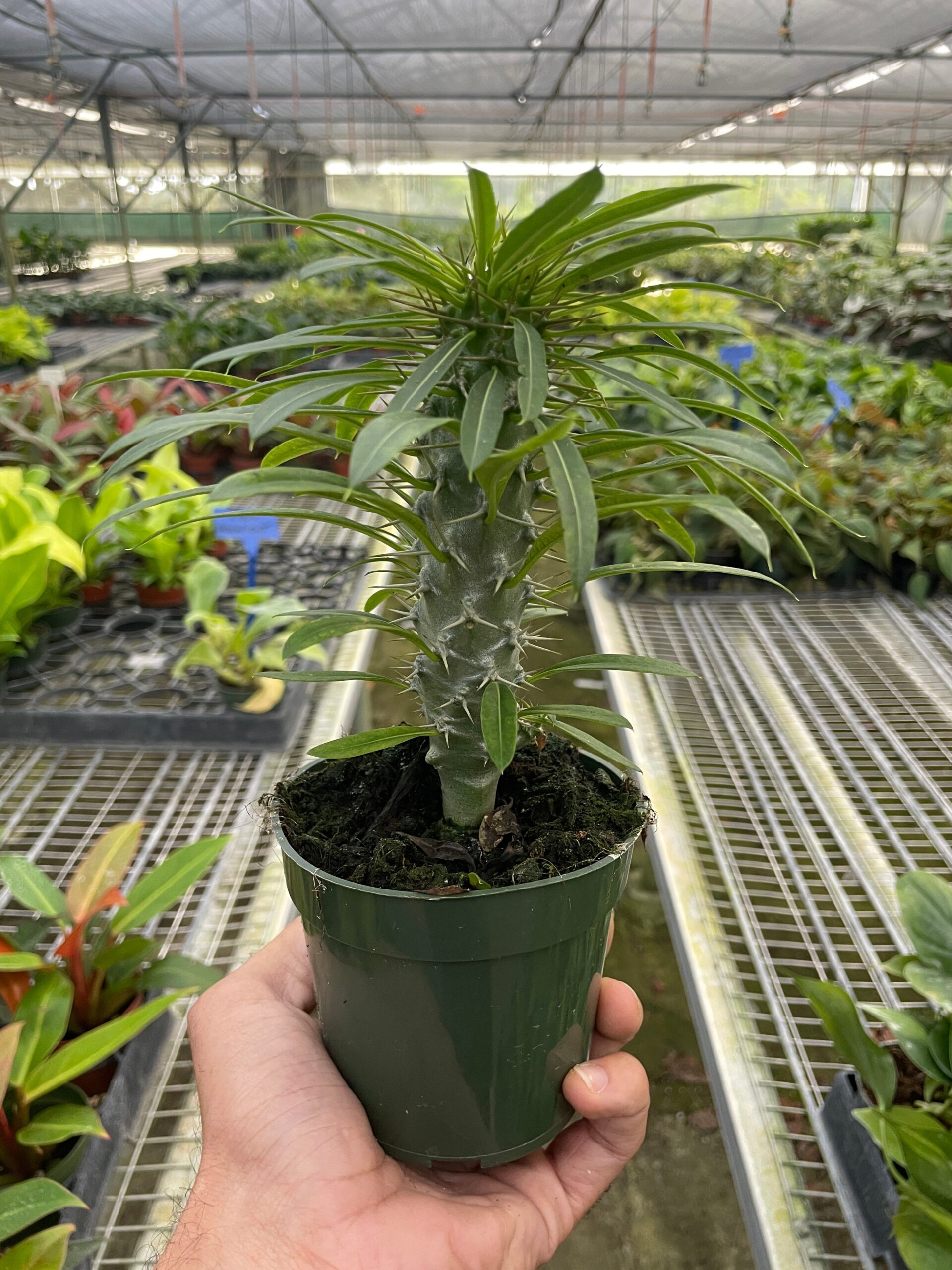 A person holding a small potted plant in a greenhouse.