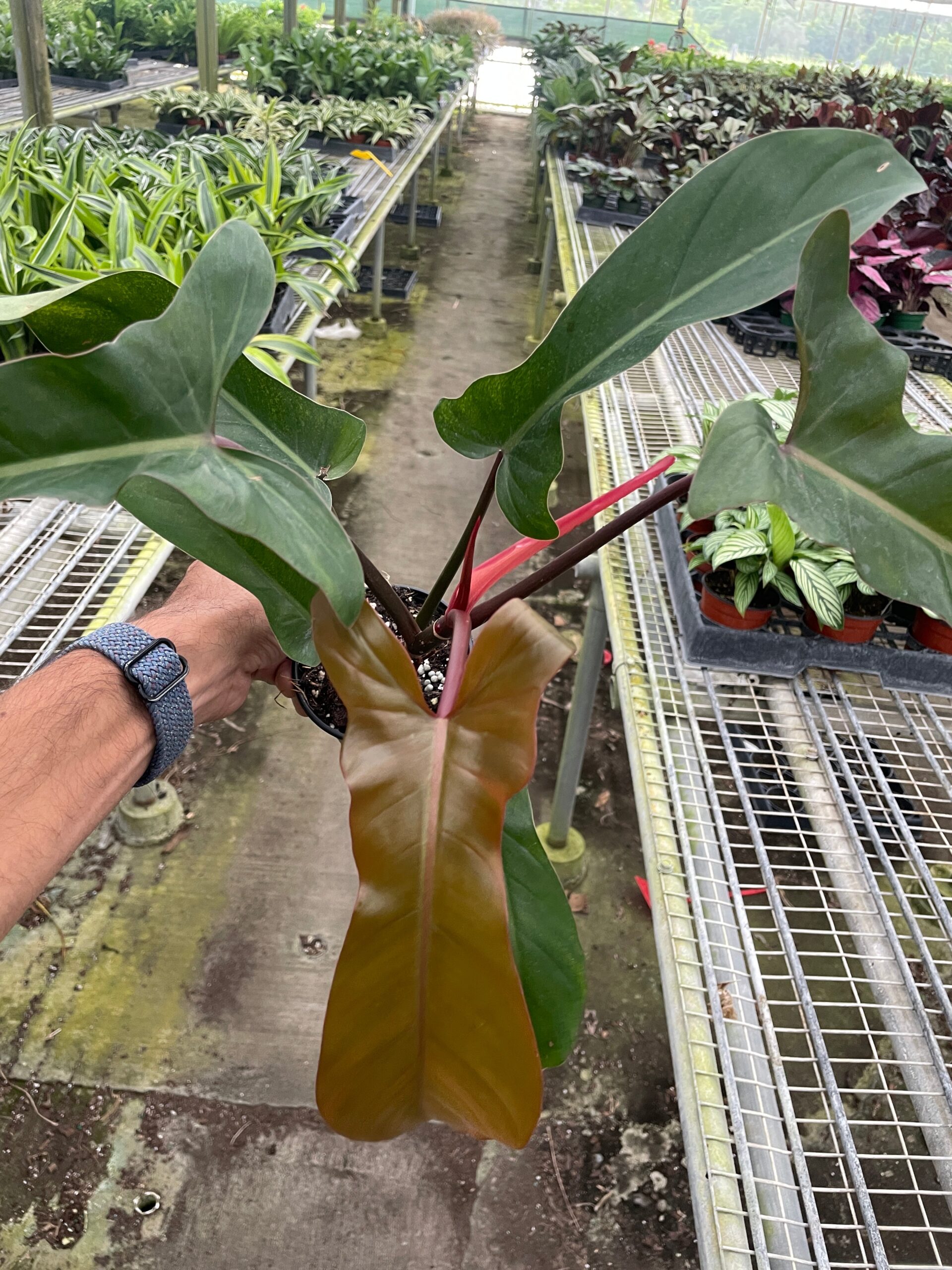 A person holding a plant in a greenhouse.