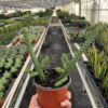 A person holding a potted succulent in a greenhouse.