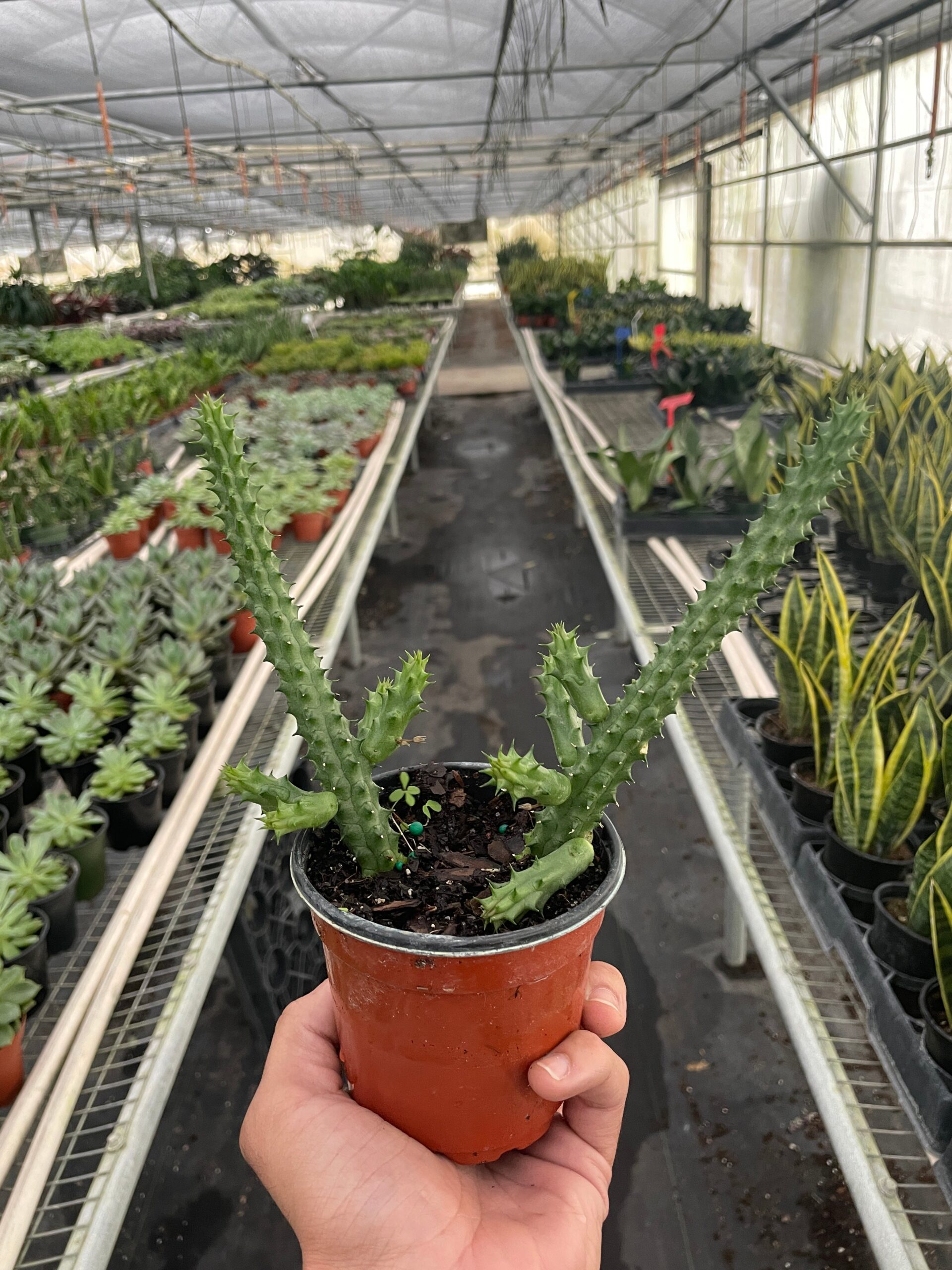 A person holding a potted succulent in a greenhouse.